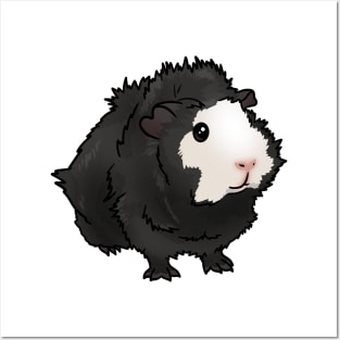 Black and White Face Abyssinian Guinea Pig Posters and Art